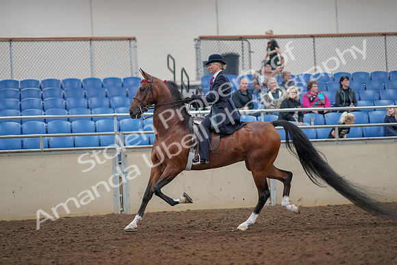 2019 Morgan Horse Show - Aug 30, 2019 - 25082