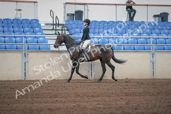 2019 Morgan Horse Show - Sept 01, 2019 - 03659