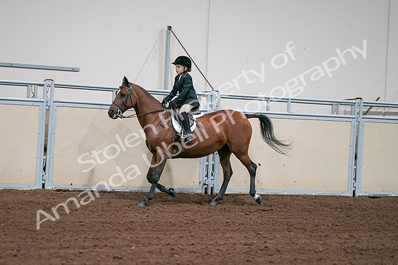 2020 - AB Morgan Horse - Fri, Sept 04 - 02052