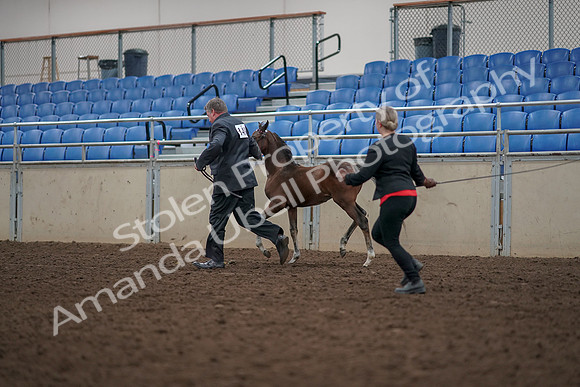 2019 Morgan Horse Show - Aug 31, 2019 - 00433