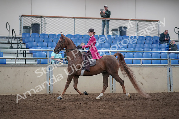 2019 Morgan Horse Show - Aug 31, 2019 - 08528