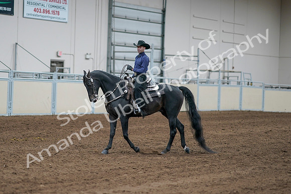2020 - AB Morgan Horse - Sun, Sept 06 - 07640