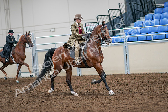 2020 - AB Morgan Horse - Sat, Sept 05 - 08234