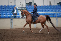 2019 Morgan Horse Show - Sept 01, 2019 - 11890