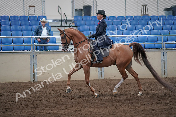 2019 Morgan Horse Show - Sept 01, 2019 - 11890