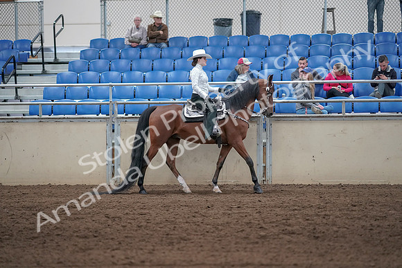 2019 Morgan Horse Show - Sept 01, 2019 - 07132