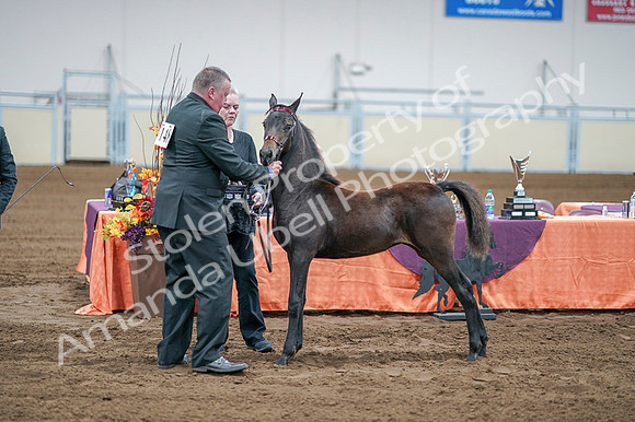 2020 - AB Morgan Horse - Fri, Sept 04 - 06216