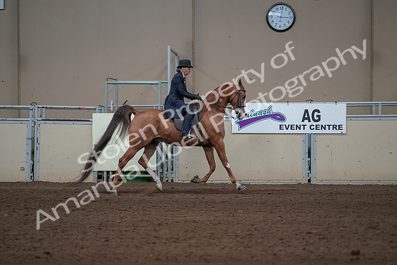 2019 Morgan Horse Show - Sept 01, 2019 - 12050
