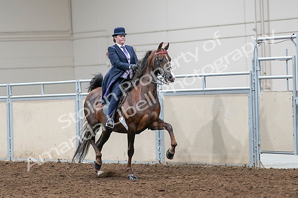 2020 - AB Morgan Horse - Fri, Sept 04 - 08062