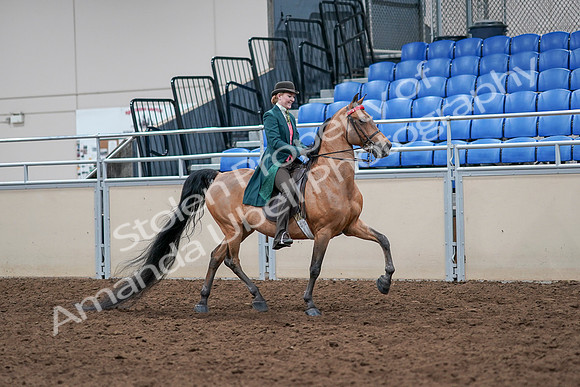 2020 - AB Morgan Horse - Sat, Sept 05 - 13867