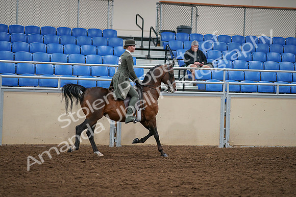 2020 - AB Morgan Horse - Fri, Sept 04 - 03451