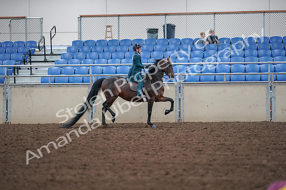 2019 Morgan Horse Show - Aug 30, 2019 - 18073