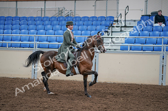 2020 - AB Morgan Horse - Fri, Sept 04 - 03432