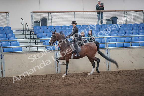 2019 Morgan Horse Show - Aug 31, 2019 - 08694