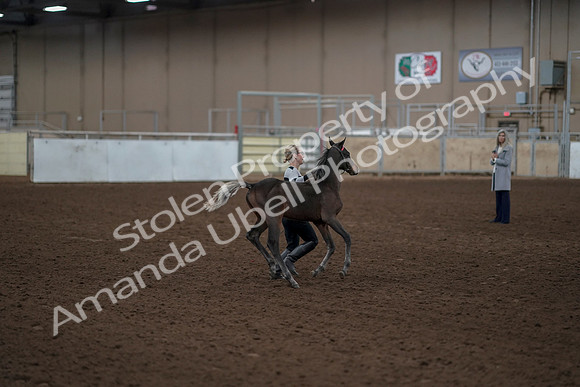 2019 Morgan Horse Show - Aug 31, 2019 - 00204