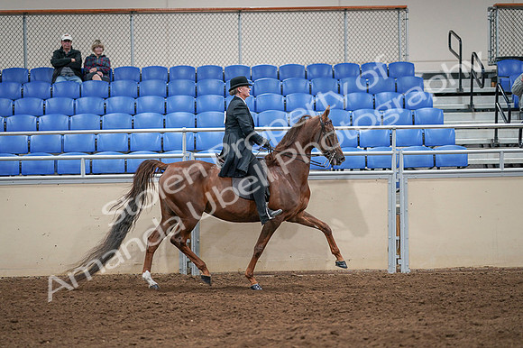 2020 - AB Morgan Horse - Fri, Sept 04 - 08047