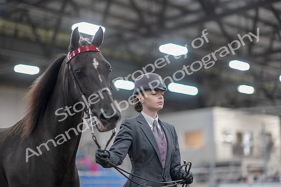 2019 Morgan Horse Show - Aug 31, 2019 - 01984