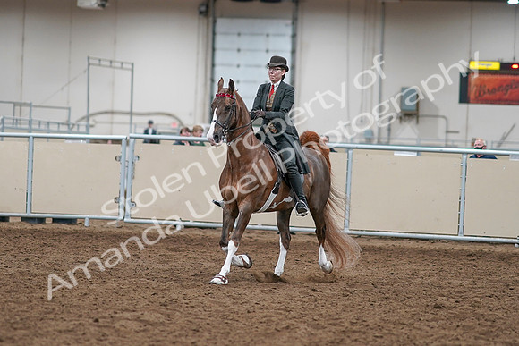 2020 - AB Morgan Horse - Sat, Sept 05 - 12939
