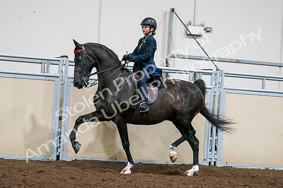 2020 - AB Morgan Horse - Fri, Sept 04 - 03232