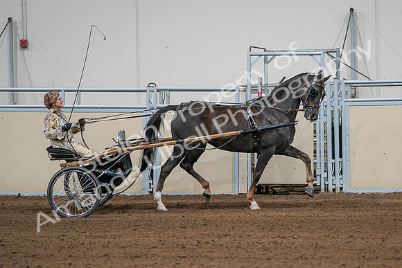 2020 - AB Morgan Horse - Sat, Sept 05 - 05894