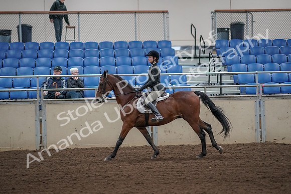 2019 Morgan Horse Show - Aug 31, 2019 - 05037