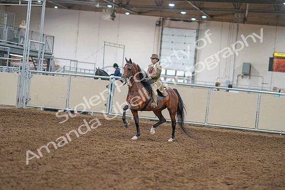 2020 - AB Morgan Horse - Sat, Sept 05 - 07921