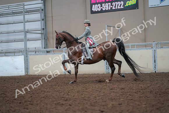 2019 Morgan Horse Show - Aug 30, 2019 - 18266