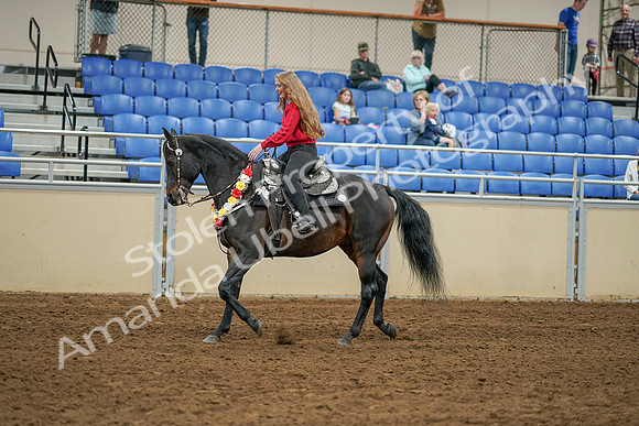 2020 - AB Morgan Horse - Sat, Sept 05 - 10368