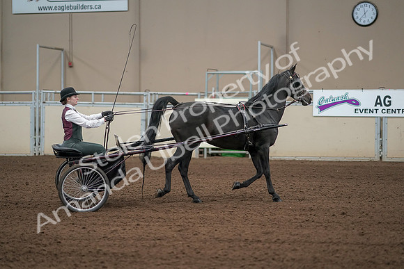 2019 Morgan Horse Show - Aug 31, 2019 - 04702