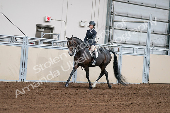 2020 - AB Morgan Horse - Fri, Sept 04 - 02003