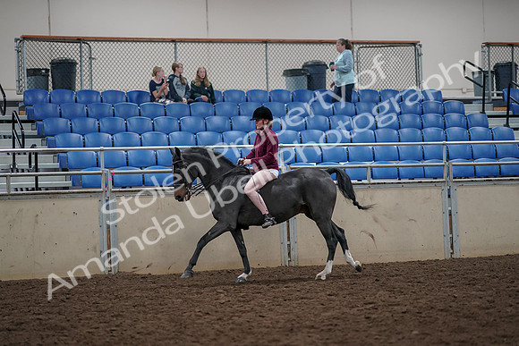 2019 Morgan Horse Show - Aug 30, 2019 - 31293