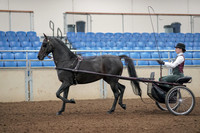2019 Morgan Horse Show - Aug 31, 2019 - 04639