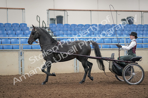 2019 Morgan Horse Show - Aug 31, 2019 - 04639