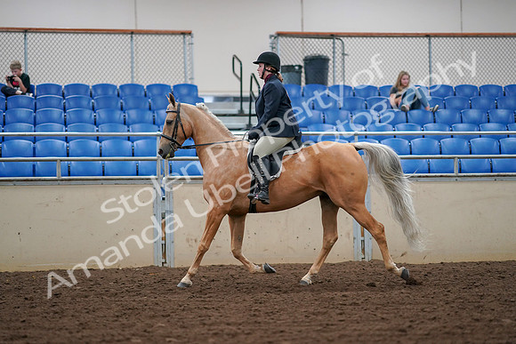 2019 Morgan Horse Show - Aug 30, 2019 - 16079