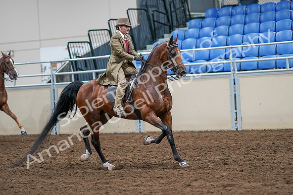 2020 - AB Morgan Horse - Sat, Sept 05 - 08241
