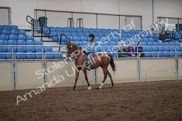 2019 Morgan Horse Show - Aug 30, 2019 - 31083