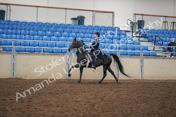 2019 Morgan Horse Show - Aug 30, 2019 - 12332
