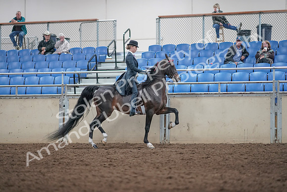 2019 Morgan Horse Show - Aug 31, 2019 - 08924