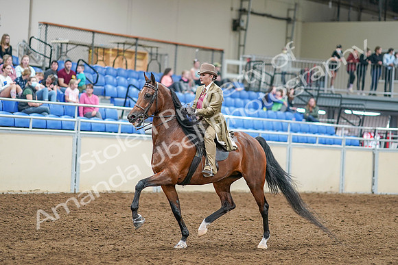 2020 - AB Morgan Horse - Sat, Sept 05 - 07953