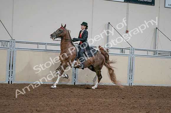 2020 - AB Morgan Horse - Fri, Sept 04 - 09735