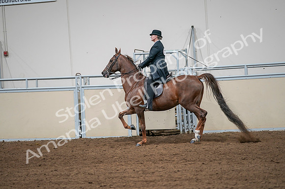 2020 - AB Morgan Horse - Fri, Sept 04 - 07994