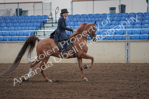 2019 Morgan Horse Show - Sept 01, 2019 - 12079