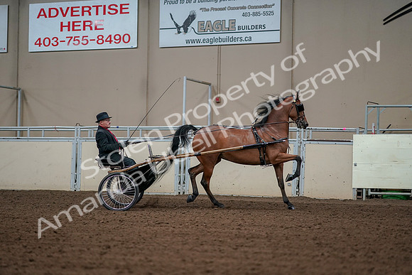 2019 Morgan Horse Show - Aug 30, 2019 - 13435
