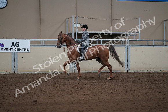2019 Morgan Horse Show - Sept 01, 2019 - 12200