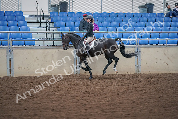 2019 Morgan Horse Show - Aug 30, 2019 - 20637
