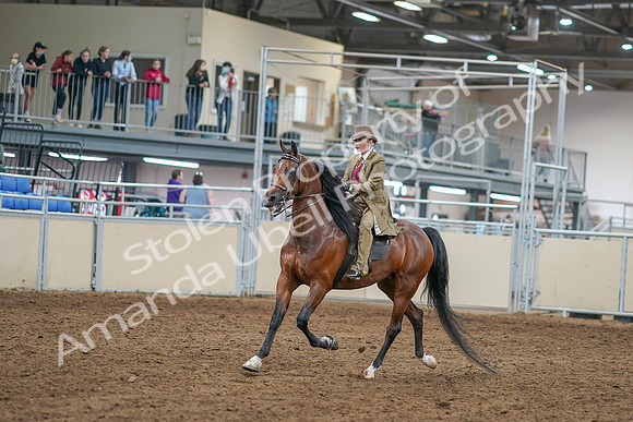 2020 - AB Morgan Horse - Sat, Sept 05 - 07939