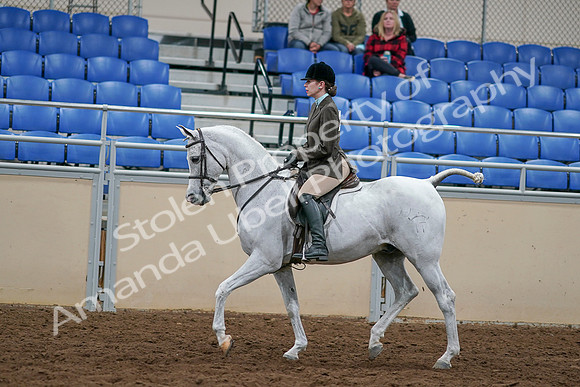 2020 - AB Morgan Horse - Sat, Sept 05 - 14452