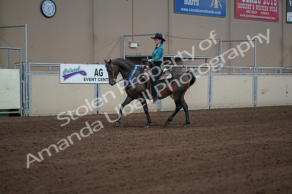 2019 Morgan Horse Show - Sept 01, 2019 - 07294