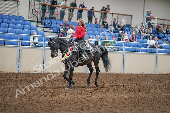 2020 - AB Morgan Horse - Sat, Sept 05 - 10459