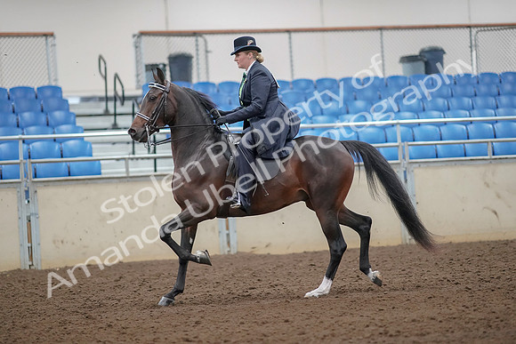 2019 Morgan Horse Show - Aug 30, 2019 - 24293